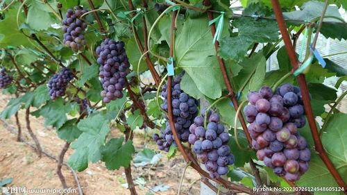 葡萄幼苗图片,见证丰收希望