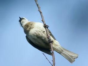 白头鹎图片,翩翩起舞的林中精灵