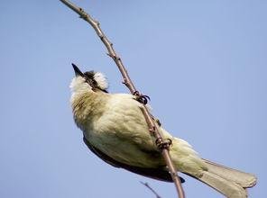 白头鹎图片,翩翩起舞的林中精灵