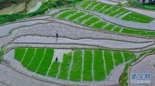 插水稻图片,稻田里的生机盎然