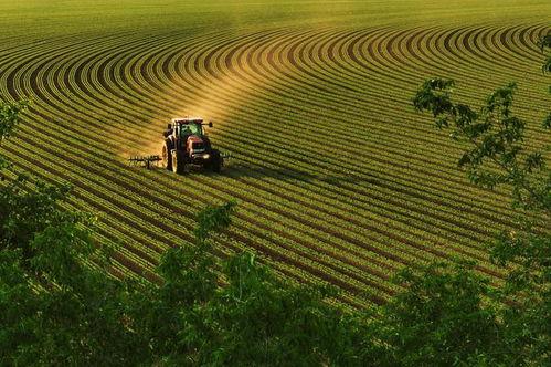 插水稻图片,稻田里的生机盎然