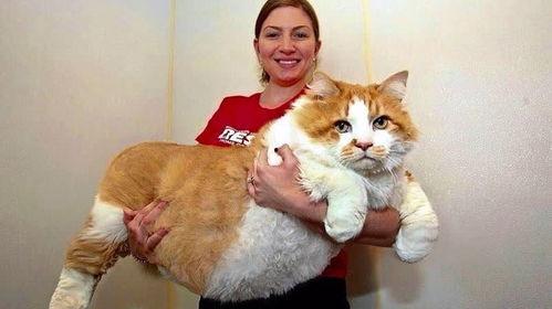 51cg10今日吃瓜胖猫,今日焦点聚焦“吃瓜胖猫”，趣味横生引人关注