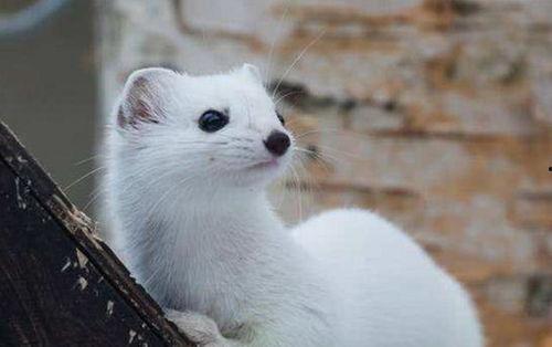 白鼬图片,灵动优雅的森林精灵