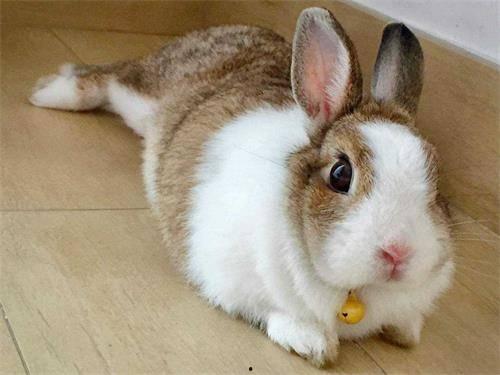 黑料吃瓜困困兔直播,困困兔直播带你揭秘娱乐圈幕后真相