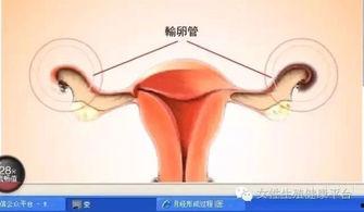 来月经视频的全过程