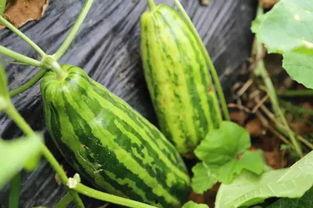 娱乐吃瓜场地是什么意思,探寻明星幕后故事的热门聚集地