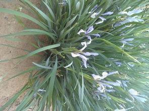 兰花价格表和图片大全,探寻花中君子之美