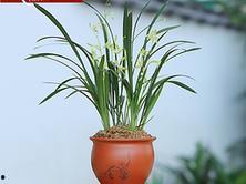 兰花价格表和图片大全,探寻花中君子之美