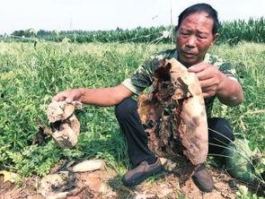 庄寨吃瓜最新事件爆料,最新事件爆料揭秘幕后真相