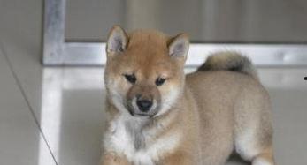 日本小柴犬,可爱与忠诚的完美结合