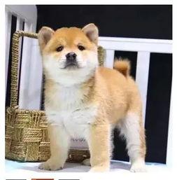 日本小柴犬,可爱与忠诚的完美结合