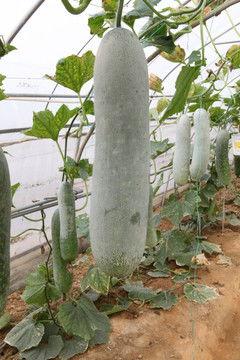 节瓜图片,田园风光中的绿色精灵