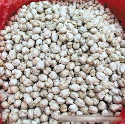 鹰嘴豆的图片,营养丰富的绿色瑰宝